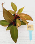Philodendron 'Orange Princess'