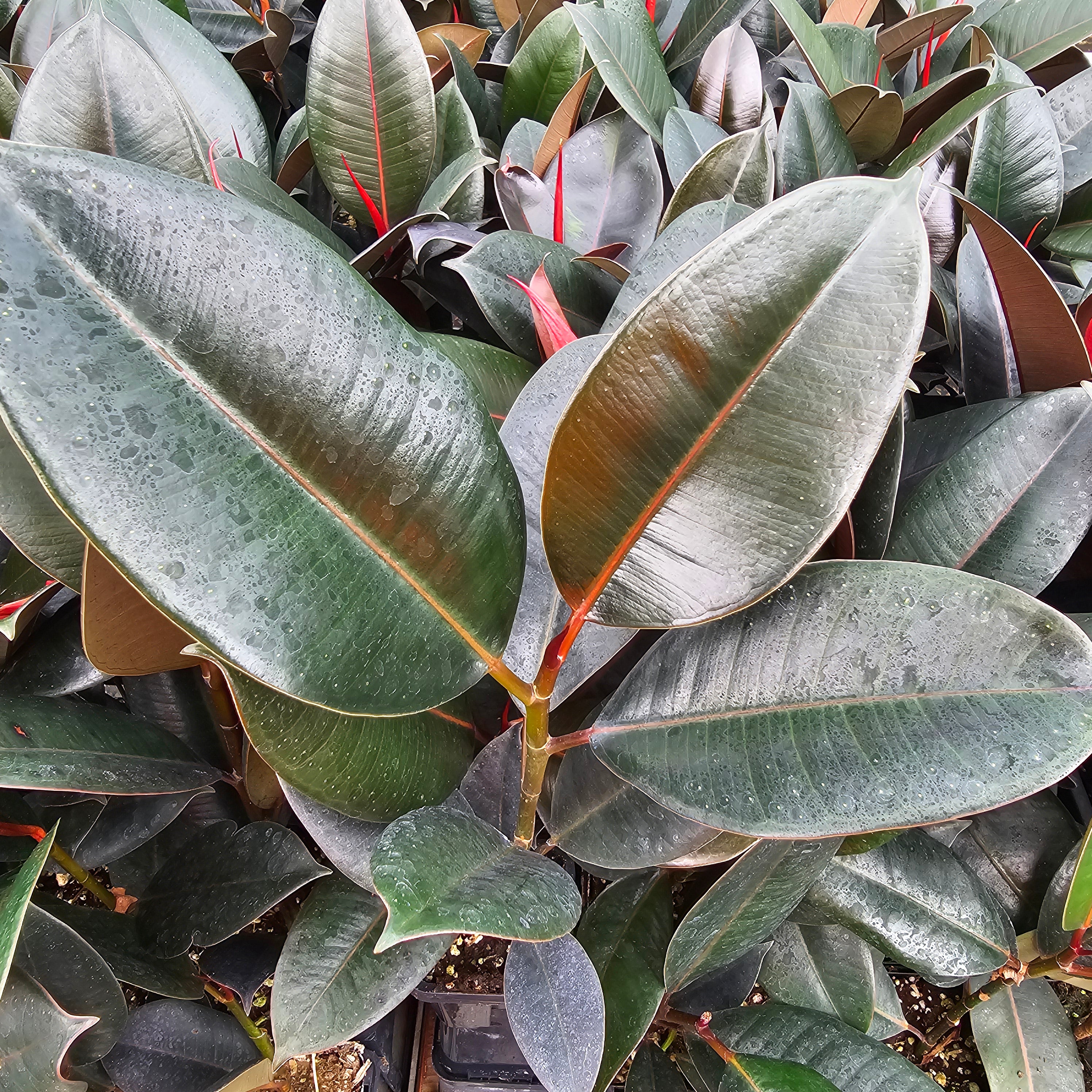 Ficus elastica Burgandy