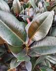 Ficus elastica Burgandy