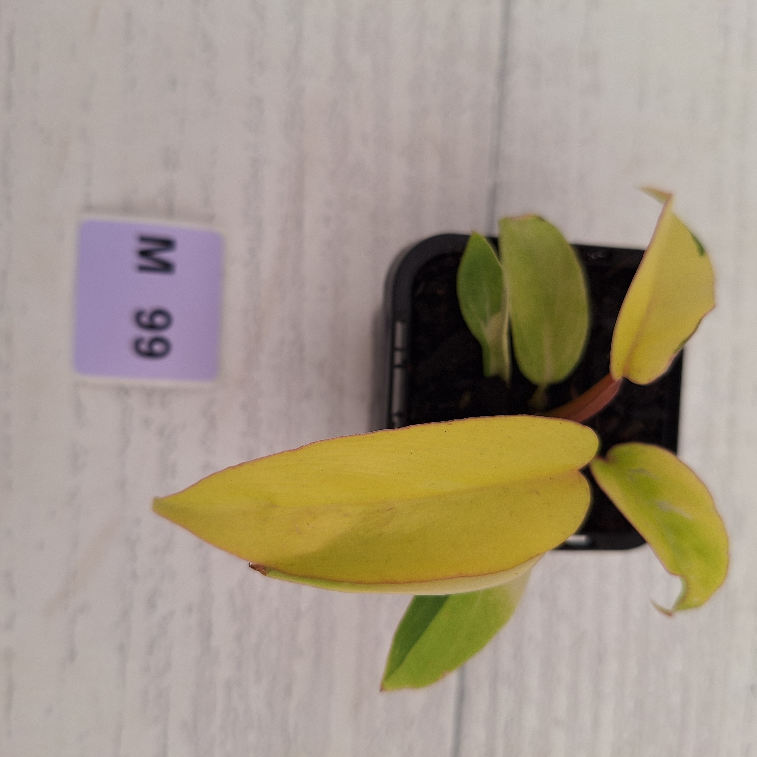 Philodendron pinnatifidum 'Jungle Fever Egg Yolk"