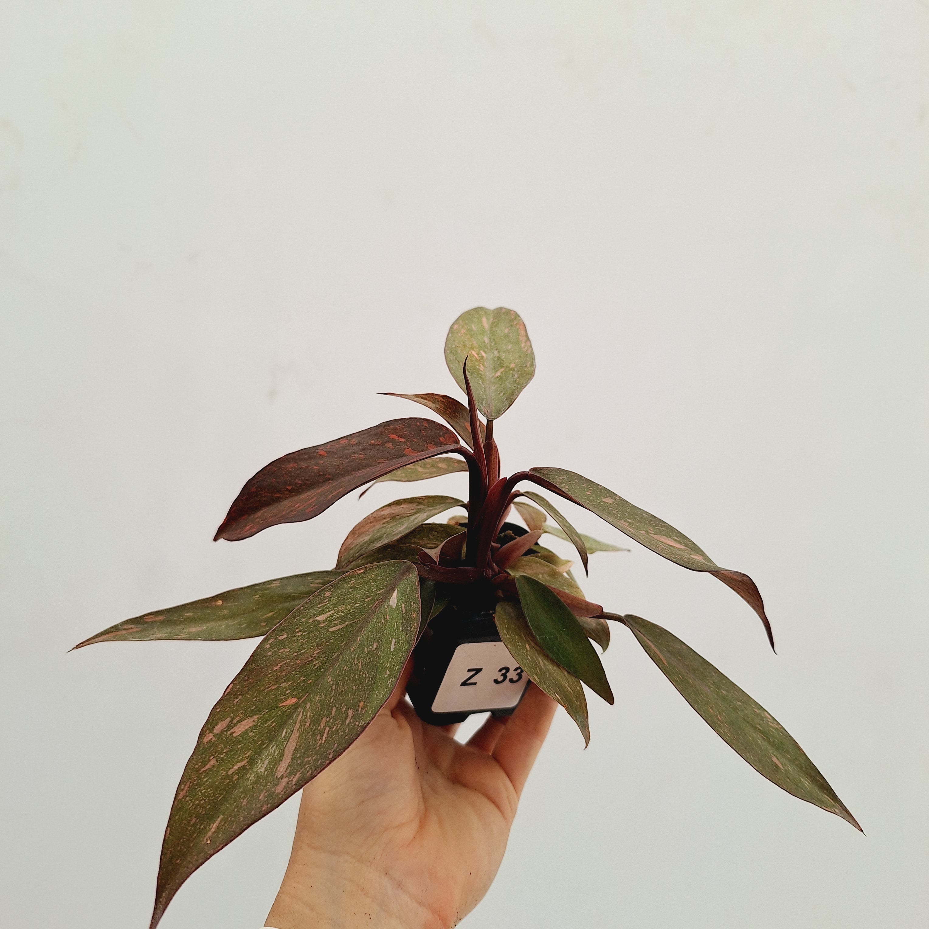 Philodendron &#39;Orange Princess&#39;