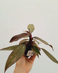 Philodendron 'Orange Princess'
