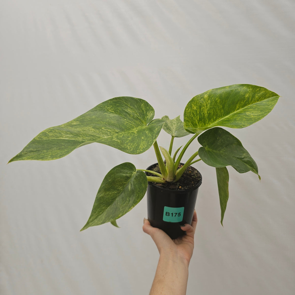 Philodendron giganteum Blizzard - SALE