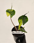 Alocasia macrorrhizos 'Stingray Aurea' Variegata