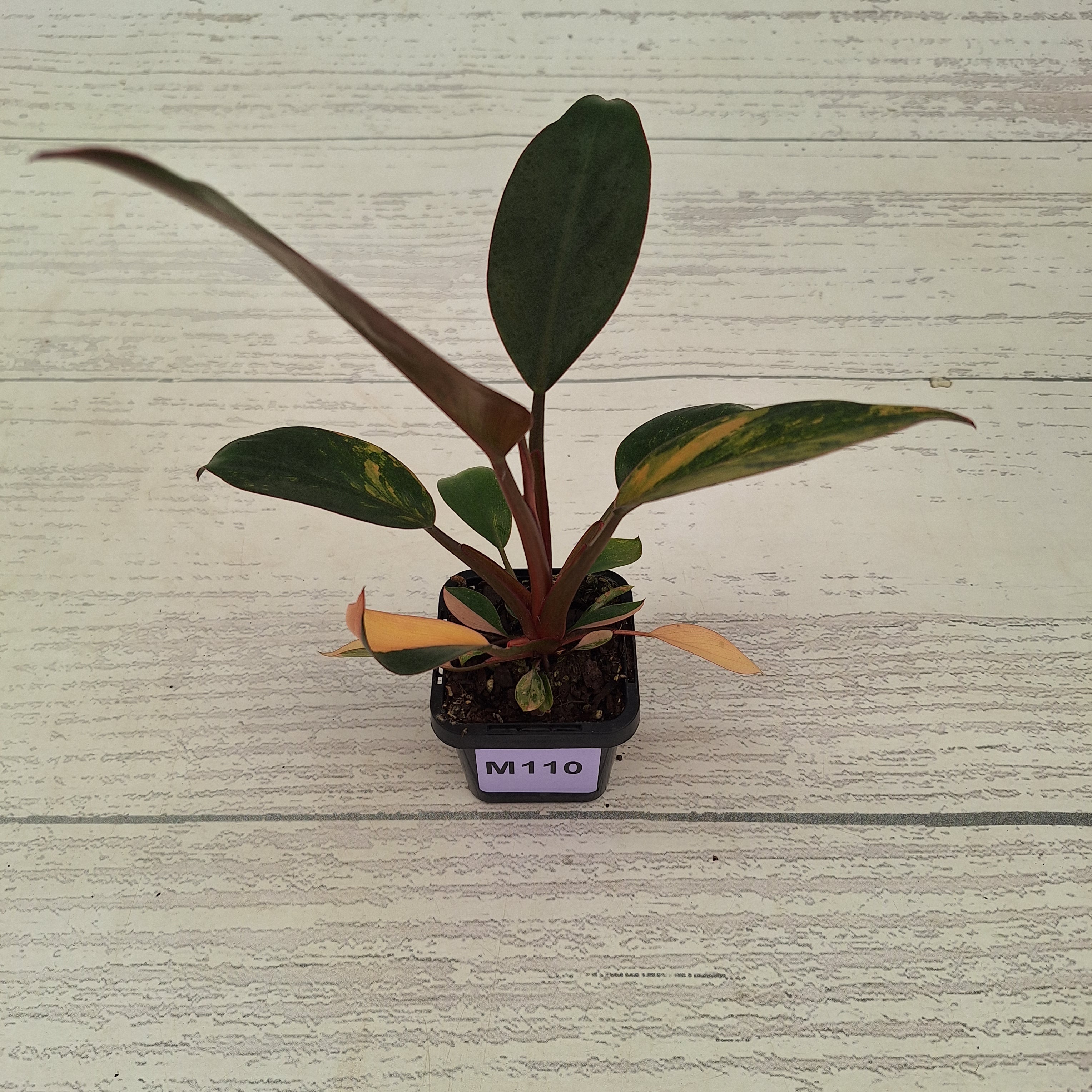 Philodendron 'Rojo Congo Variegated' 70mm