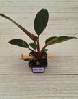 Philodendron 'Rojo Congo Variegated' 70mm