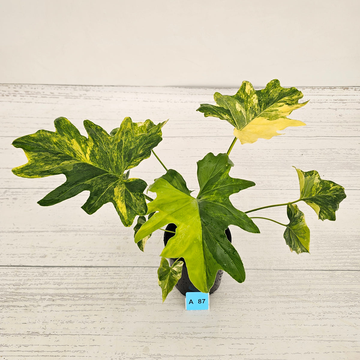 Philodendron bipinnatifidum variegata - SALE