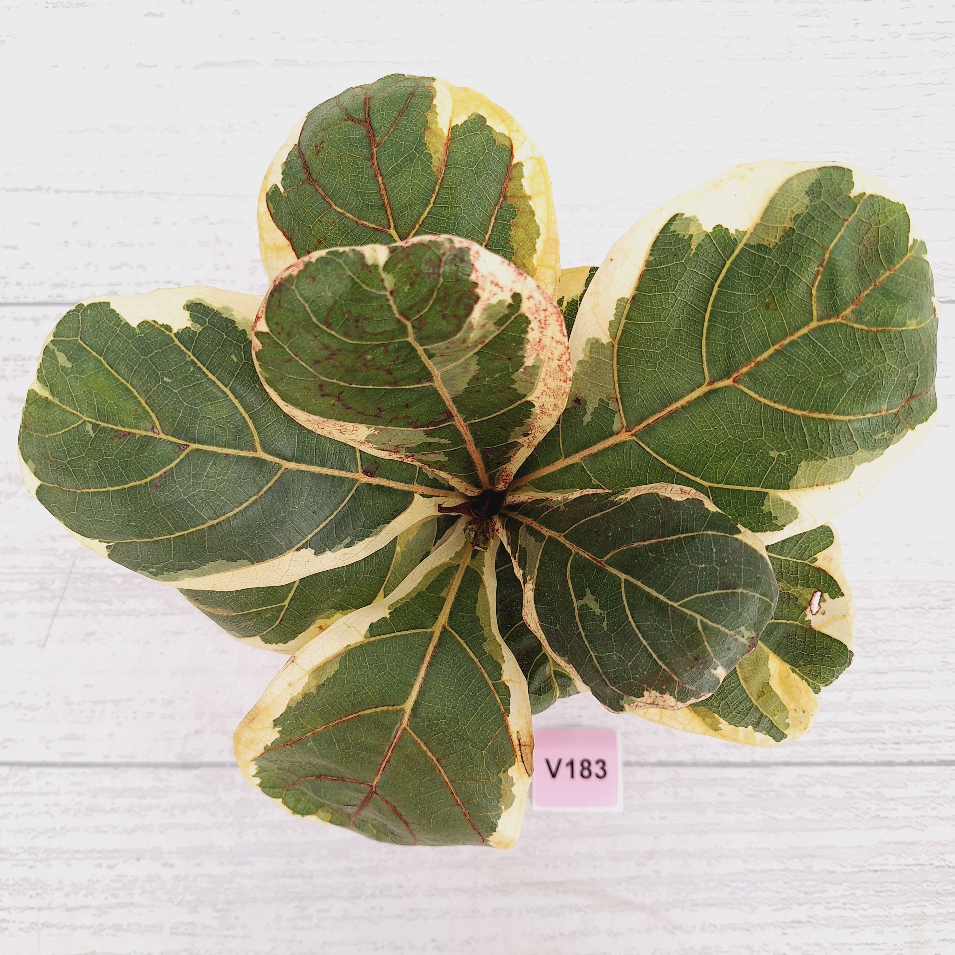 Ficus lyrata Variegata