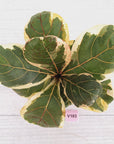 Ficus lyrata Variegata