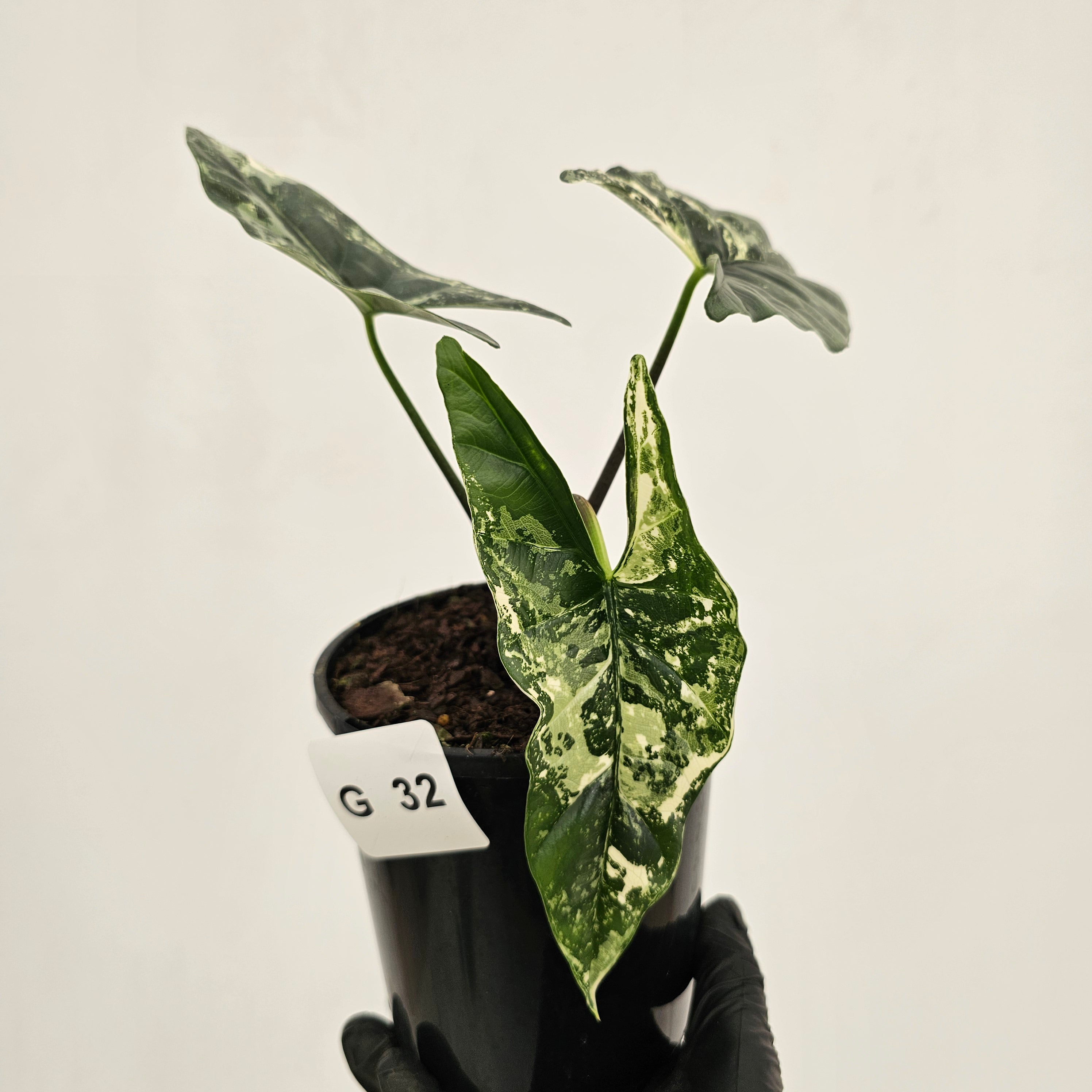 Alocasia ‘Simpo Albo’ Variegata - SALE