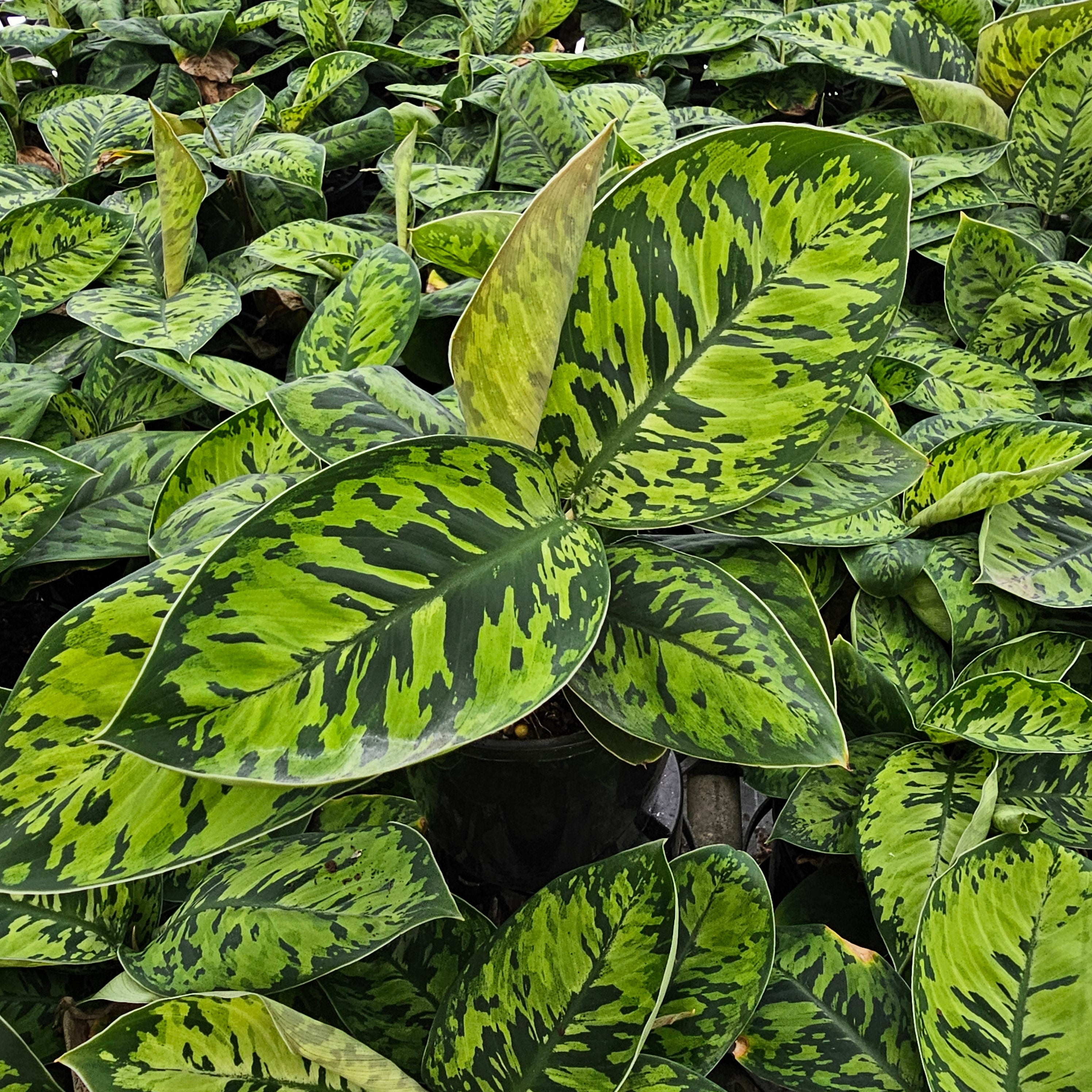 Adelonema wallisii ‘Camouflage’