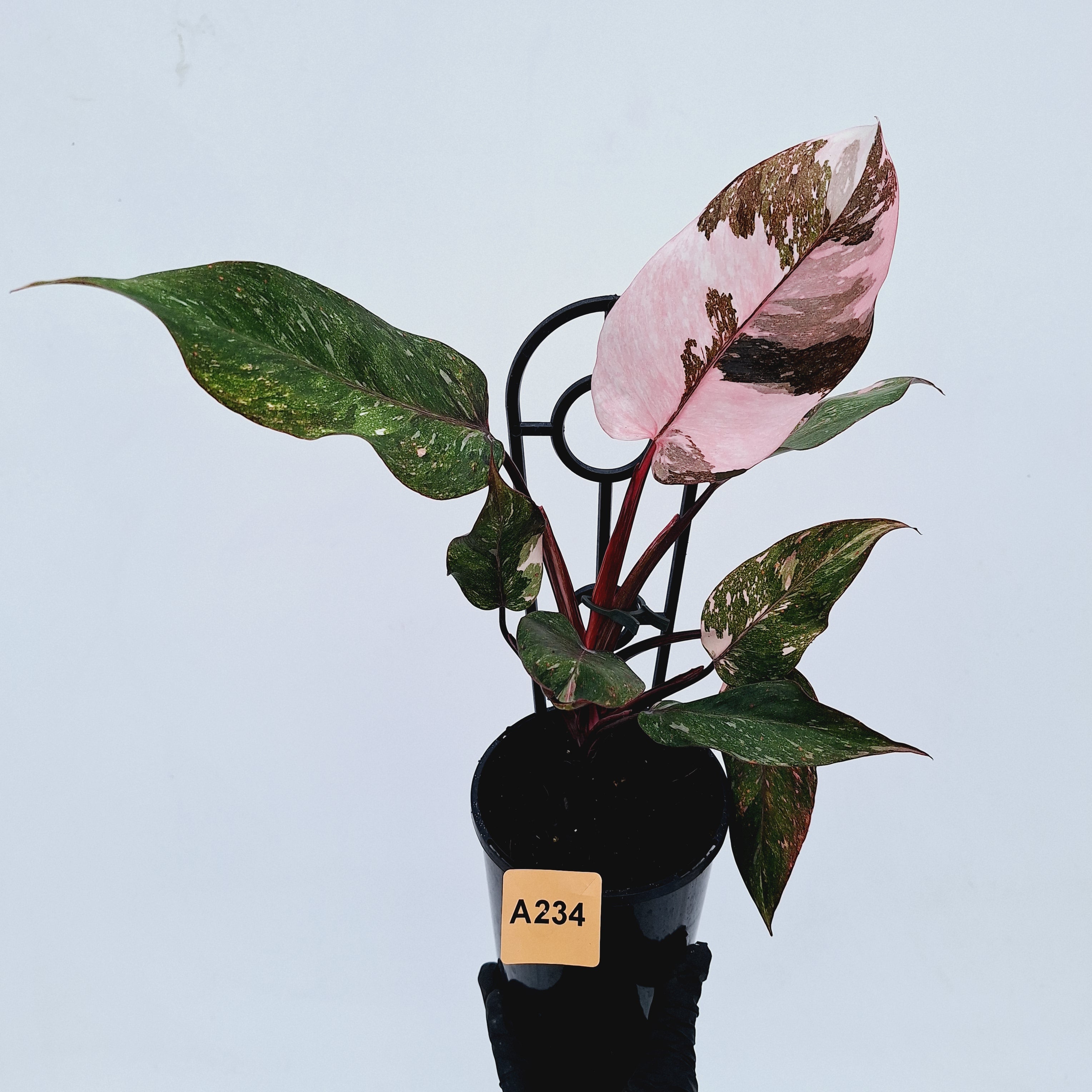 Philodendron &#39;Pink Princess Galaxy Marble&#39; Sport - Perfectly Imperfect