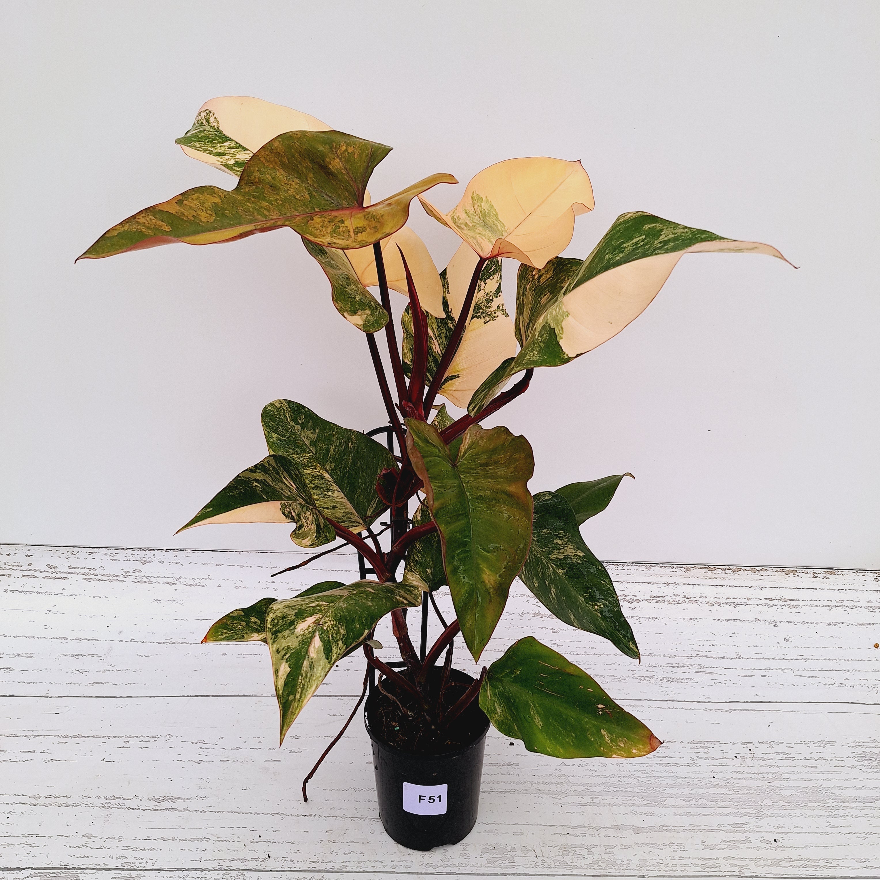 Philodendron erubescens Strawberry Shake