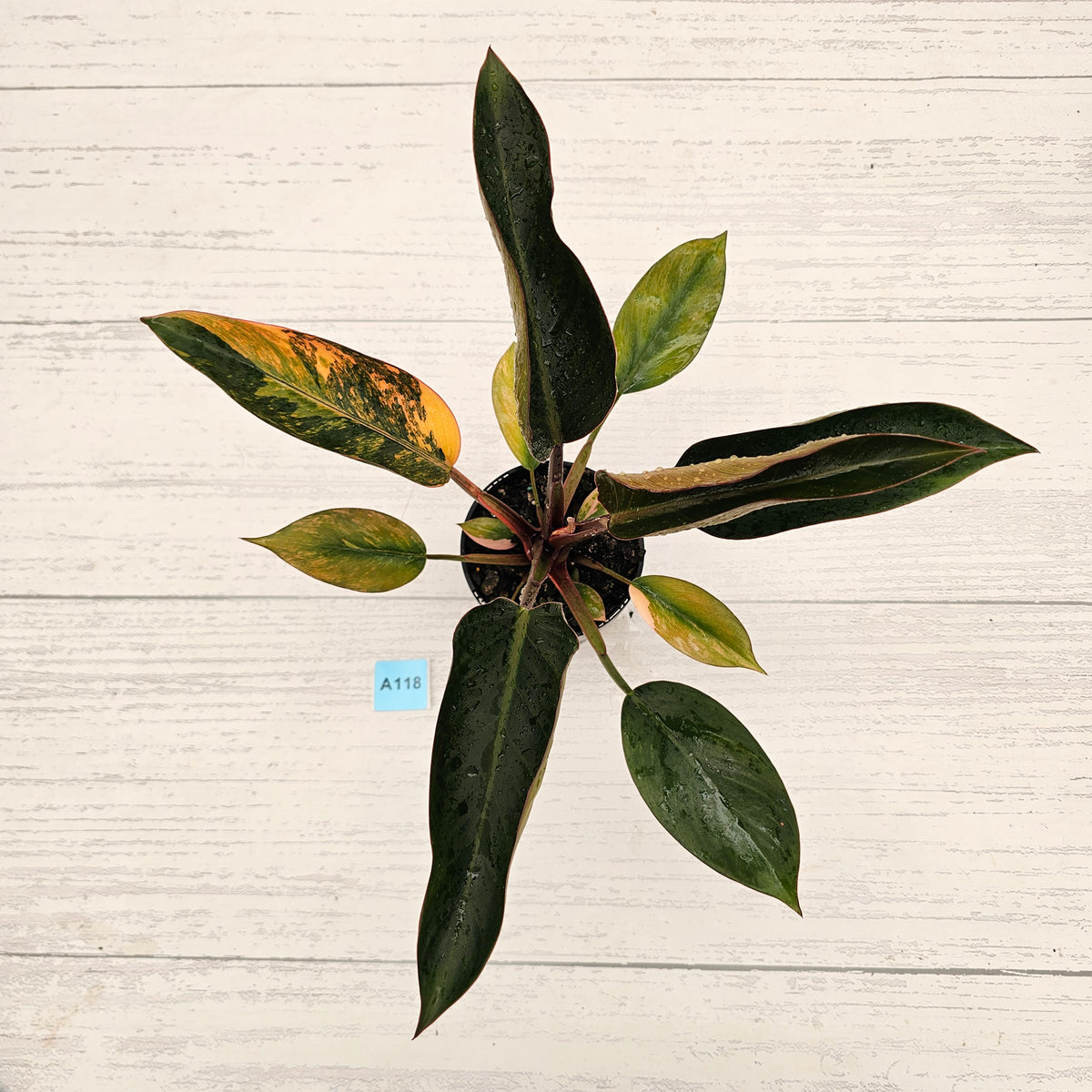Philodendron 'Rojo Congo Variegated' 125mm