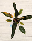 Philodendron 'Rojo Congo Variegated' 125mm