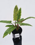 Alocasia lauterbachiana  Variegata