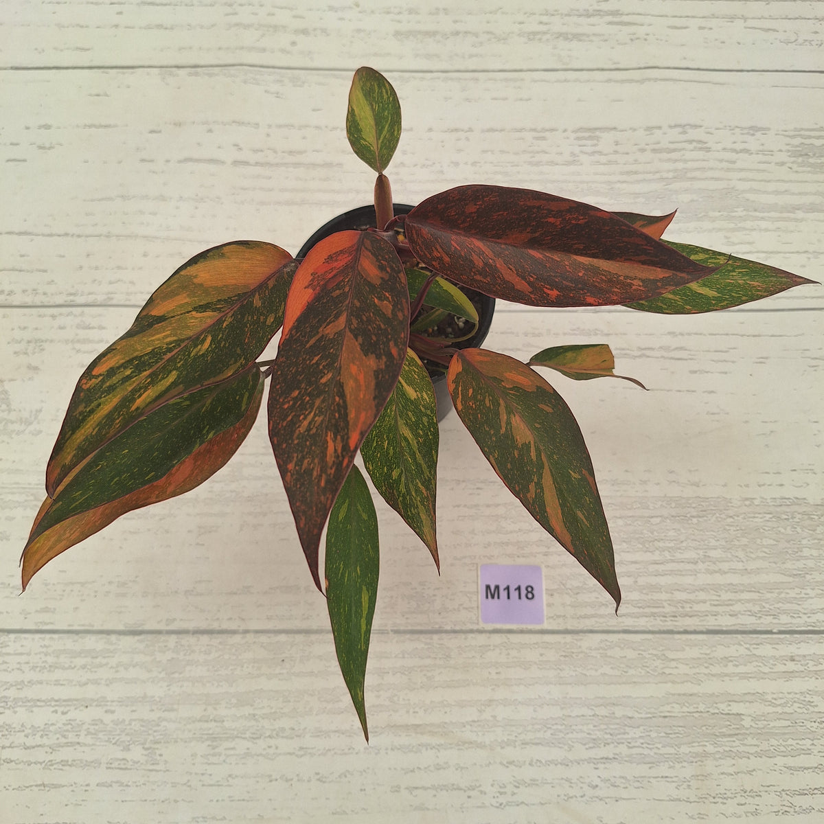 Philodendron 'Orange Princess' Sport