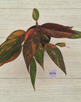 Philodendron 'Orange Princess' Sport