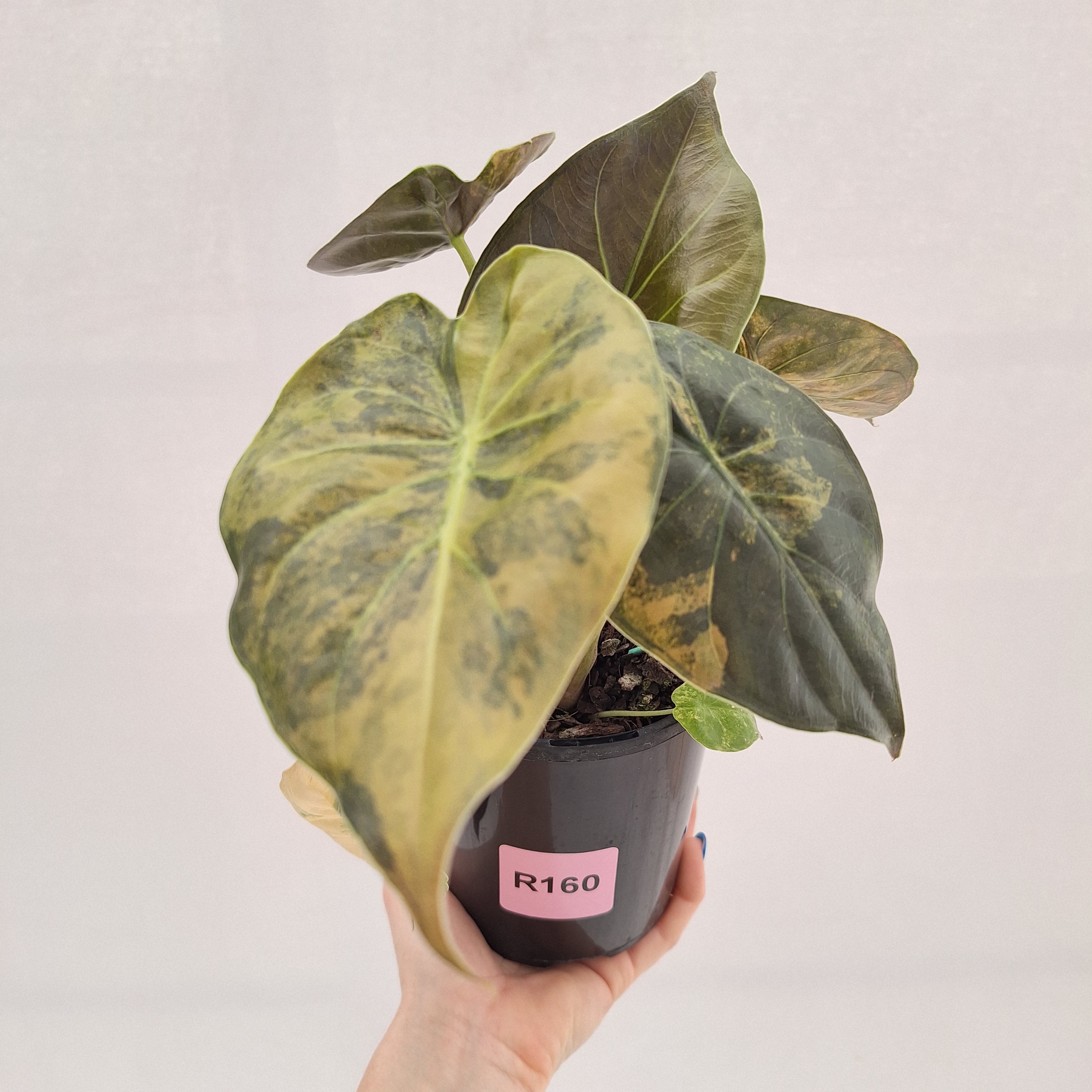 Alocasia ‘wentii’ Variegated - Sale