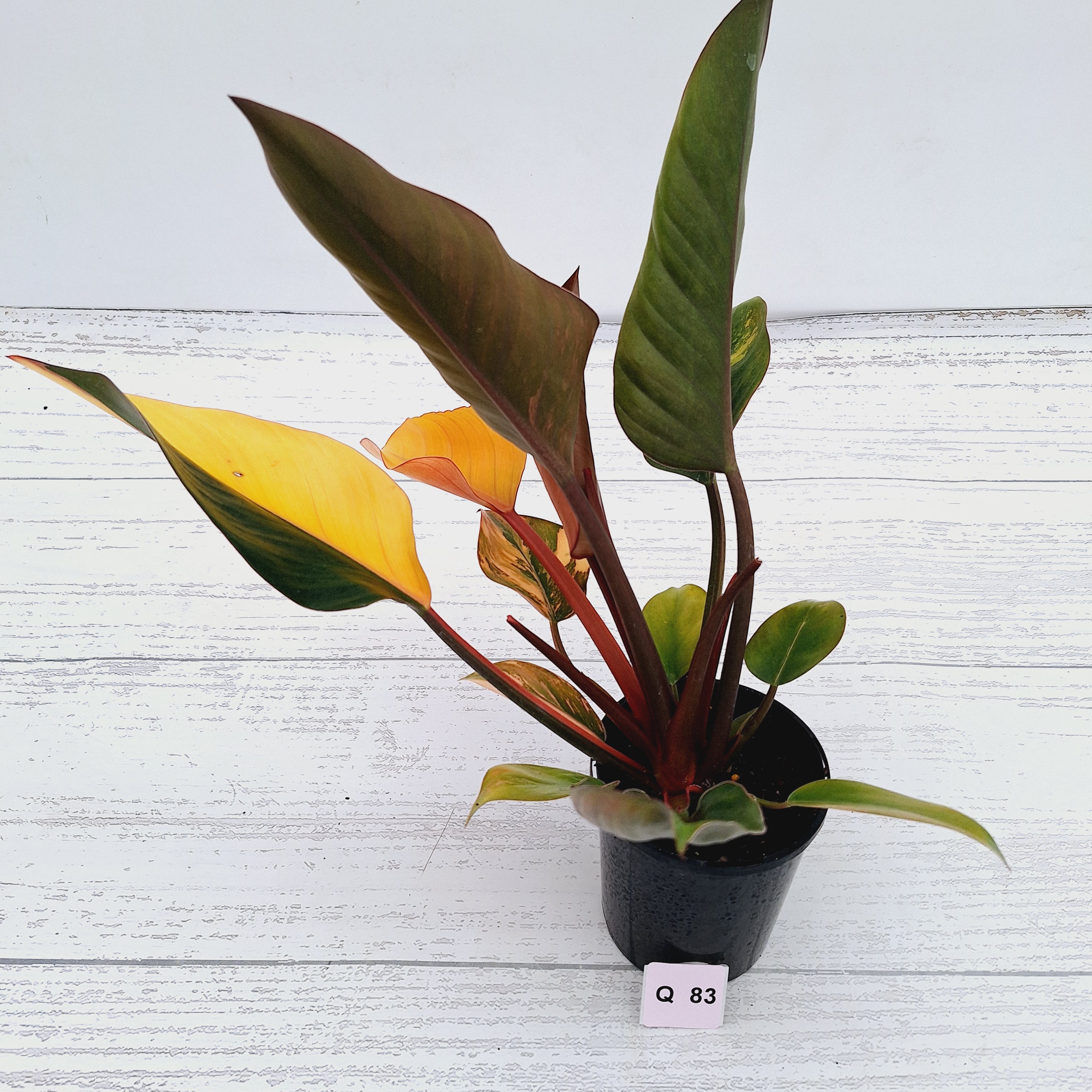 Philodendron &#39;Rojo Congo Variegated&#39;