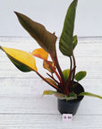 Philodendron 'Rojo Congo Variegated'