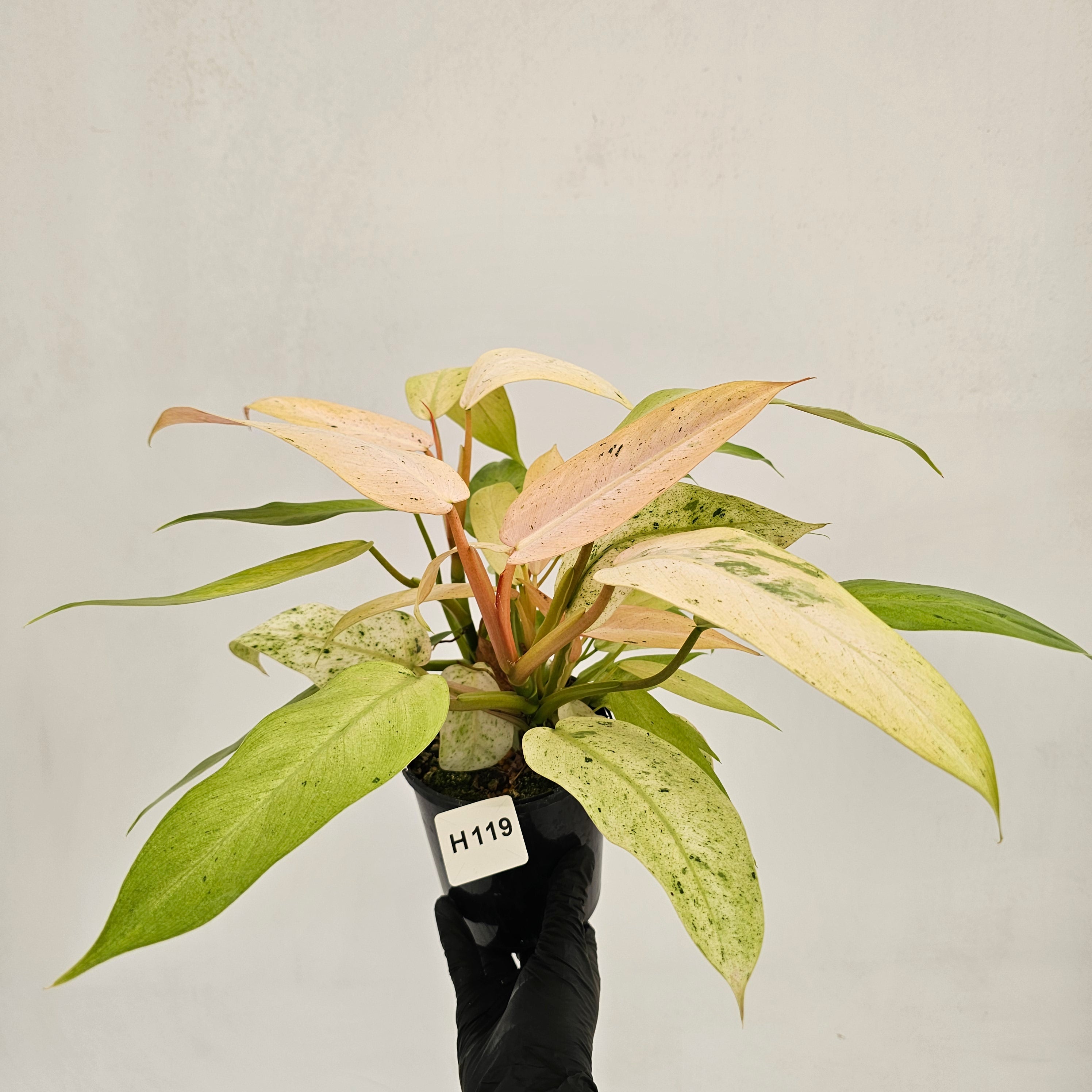Philodendron 'Whipple Way' – Enliven Plants