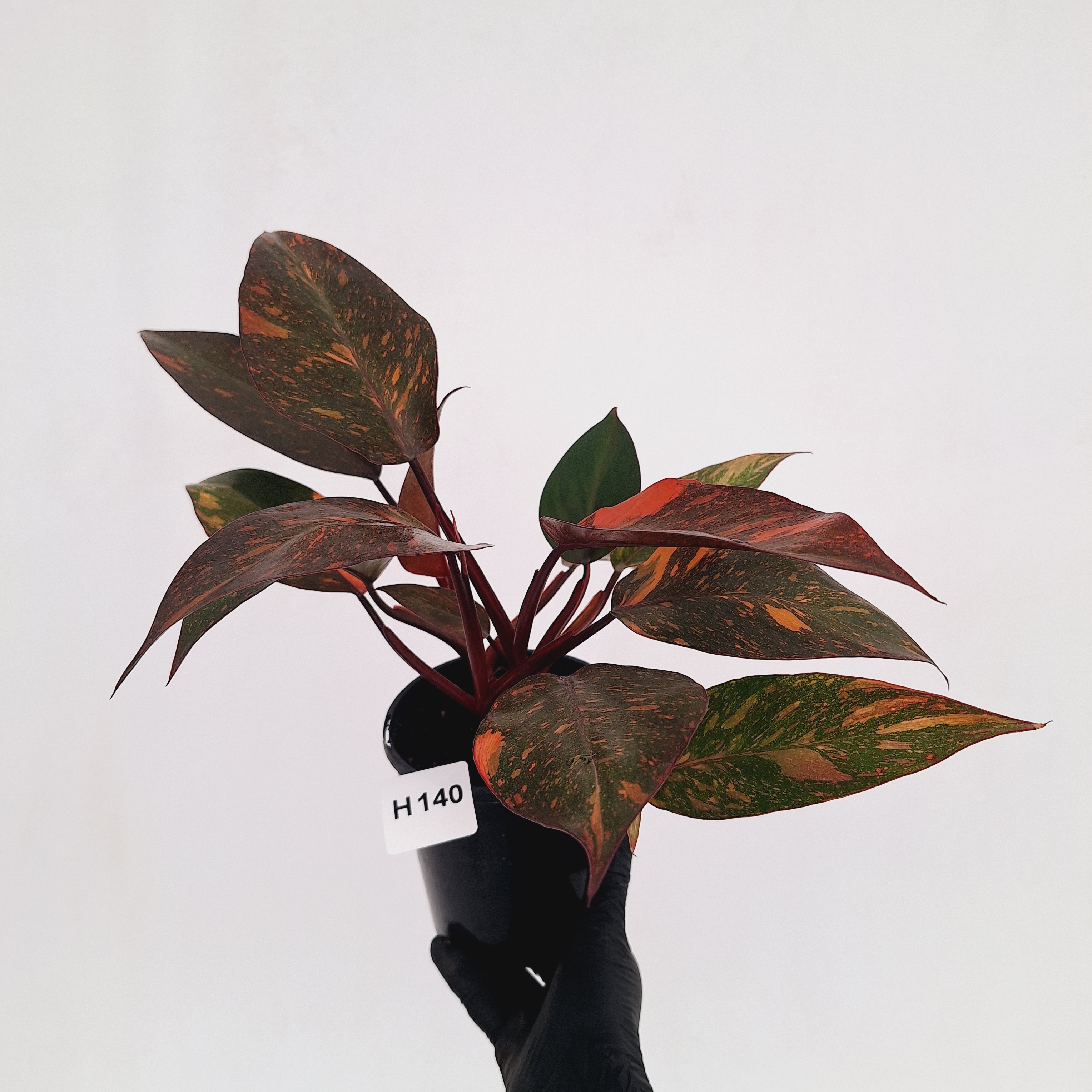 Philodendron 'Orange Princess'