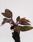 Philodendron 'Orange Princess'
