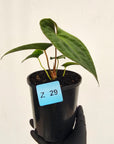 Anthurium 'Black Magic'