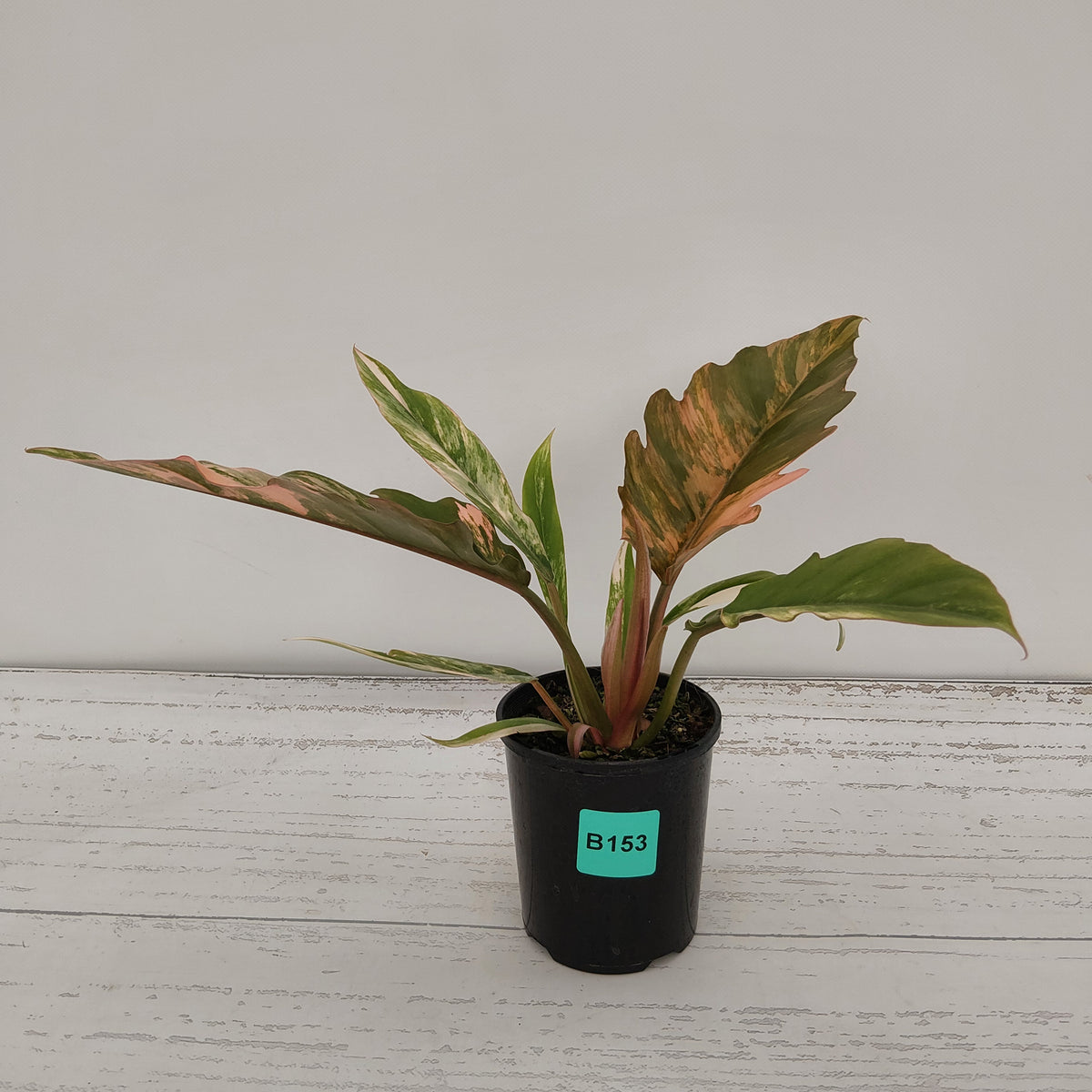 Philodendron serratum 'Caramel Marble' -flash sale