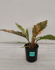 Philodendron serratum 'Caramel Marble' -flash sale