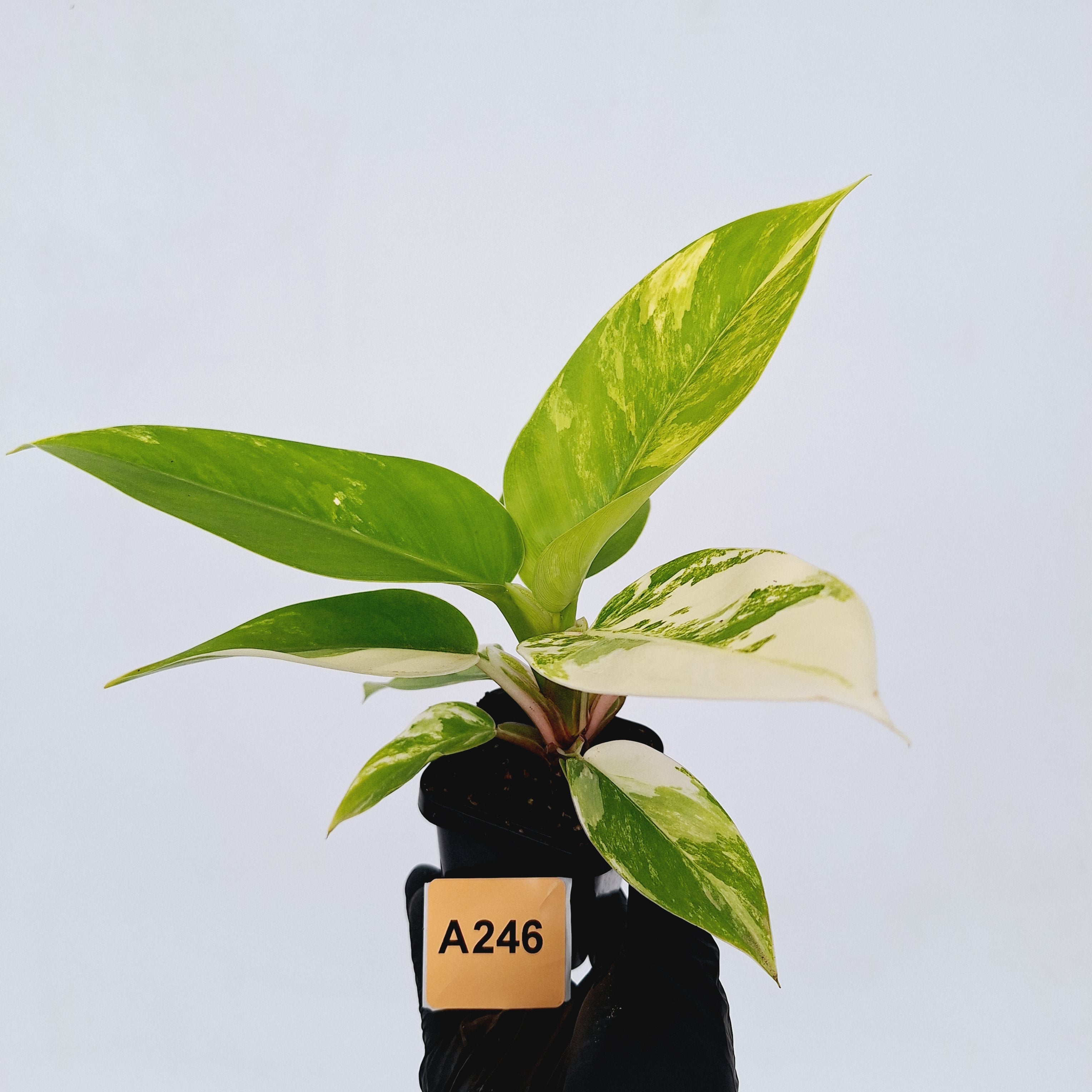 Philodendron imperial green variegata