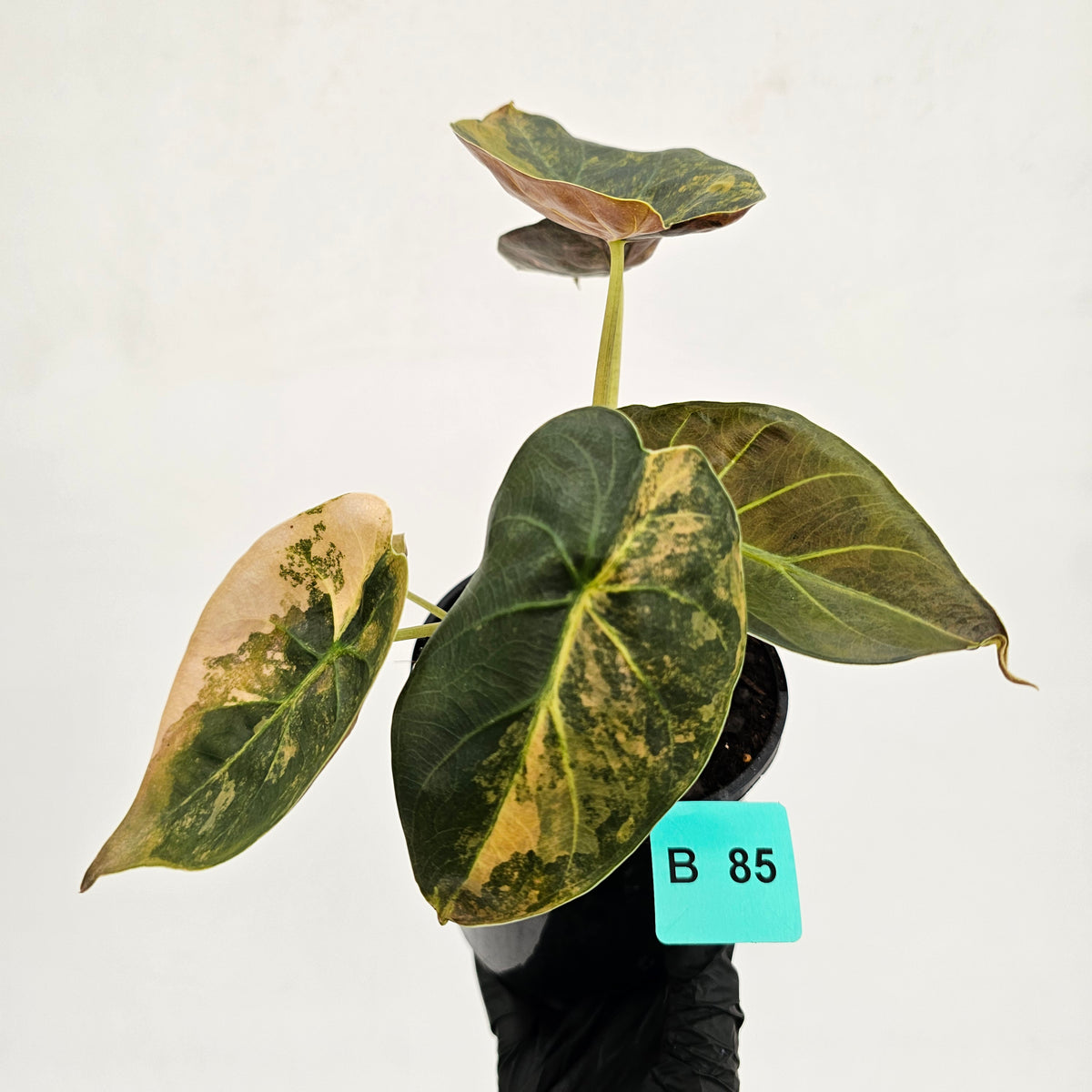 Alocasia ‘wentii’ Variegated - SALE