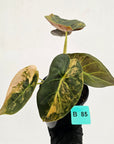 Alocasia ‘wentii’ Variegated - SALE