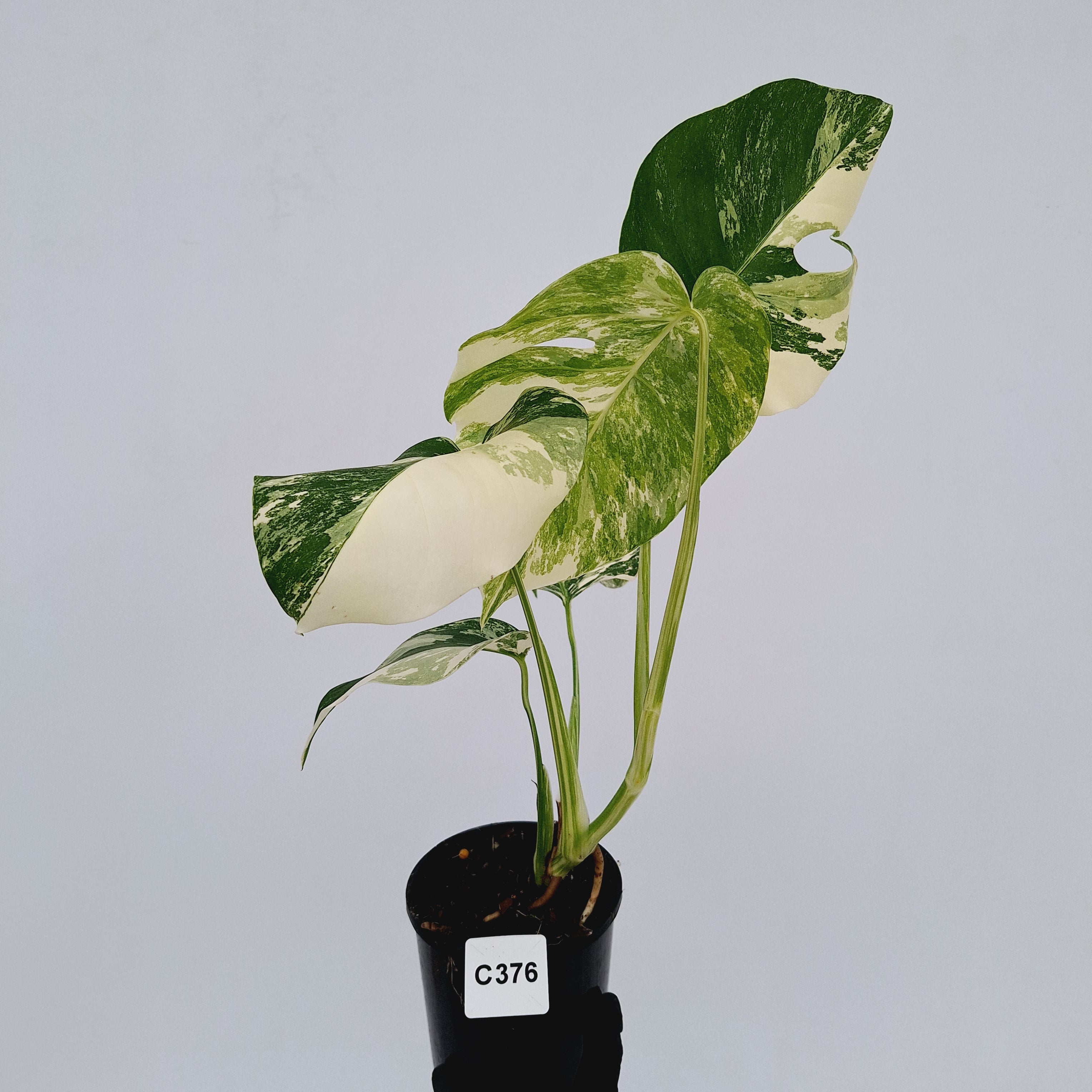 Monstera borsigiana 'Albo'