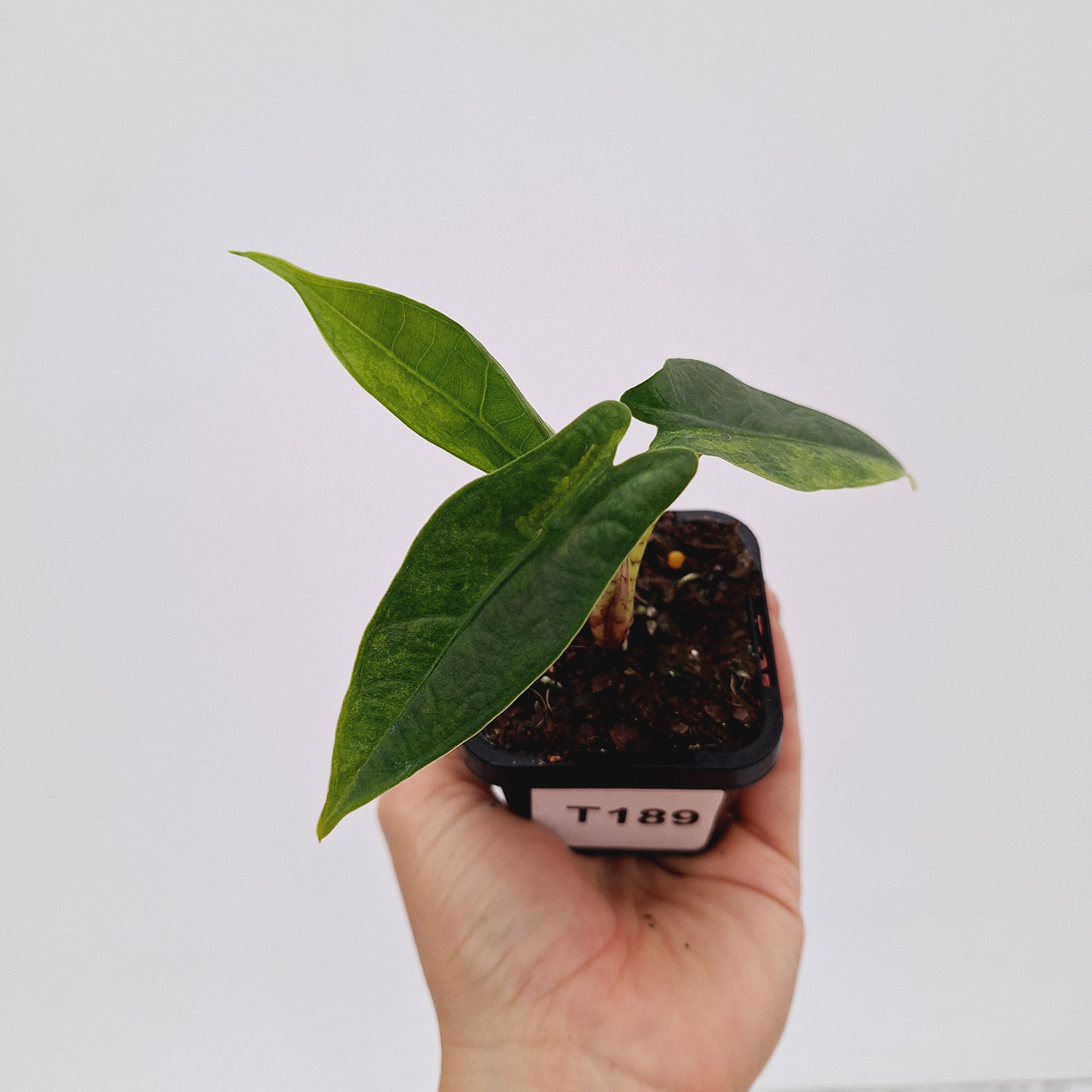 Alocasia Simpo Variegata ( low variegated )
