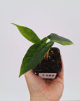 Alocasia Simpo Variegata ( low variegated )