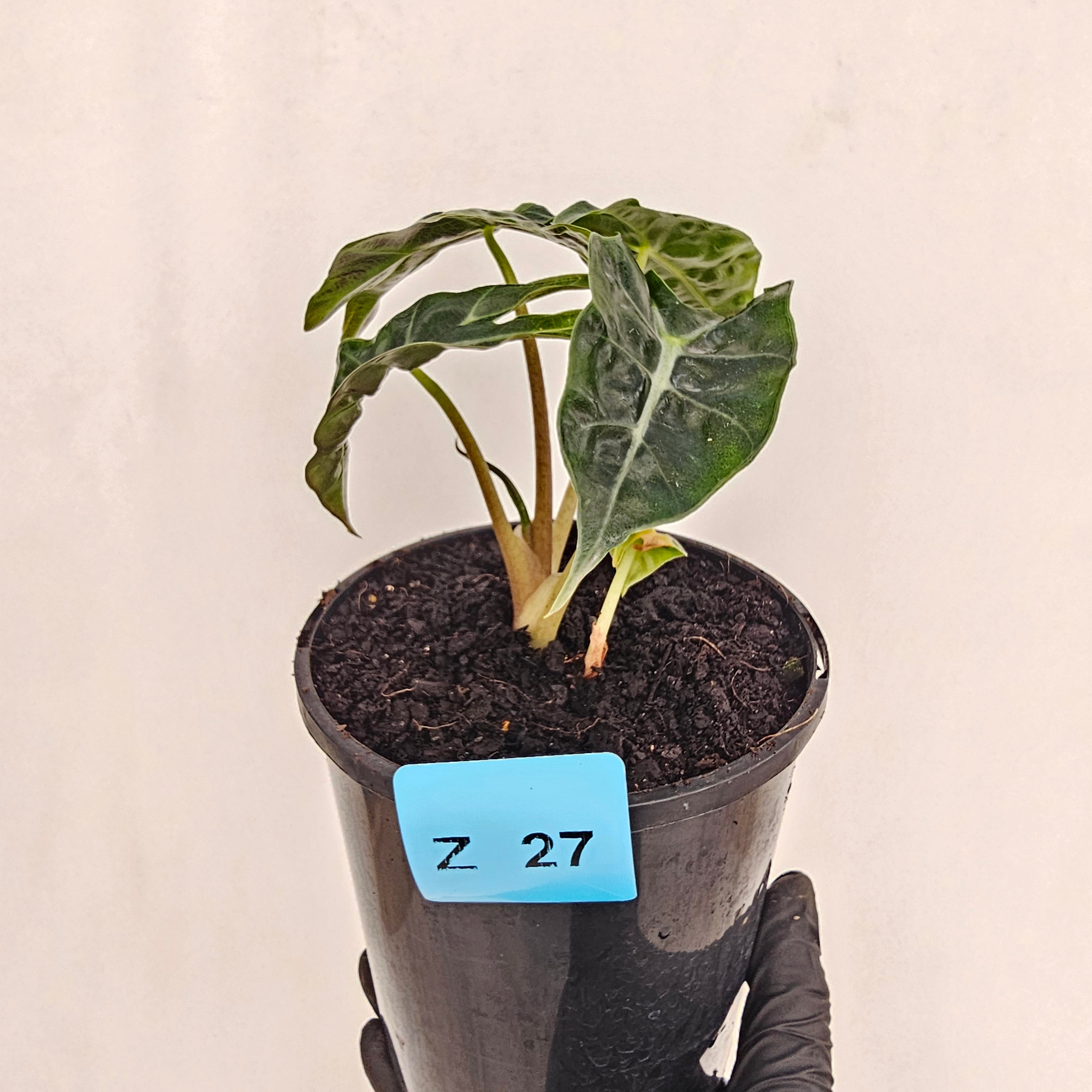 Alocasia  Polly  Variegata