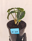 Alocasia  Polly  Variegata