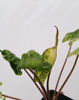 Alocasia macrorrhizos 'Stingray Aurea' Variegata