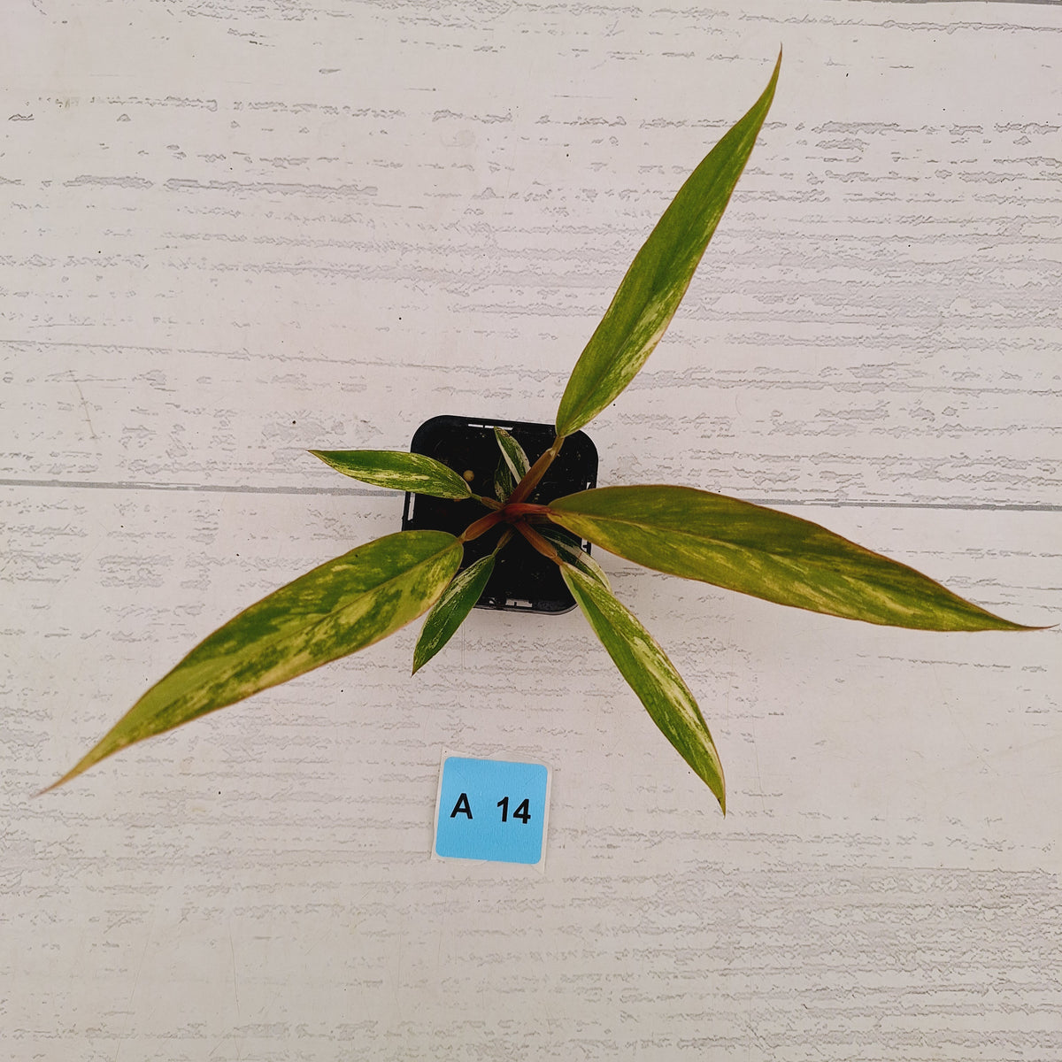 Philodendron serratum 'Caramel Marble'