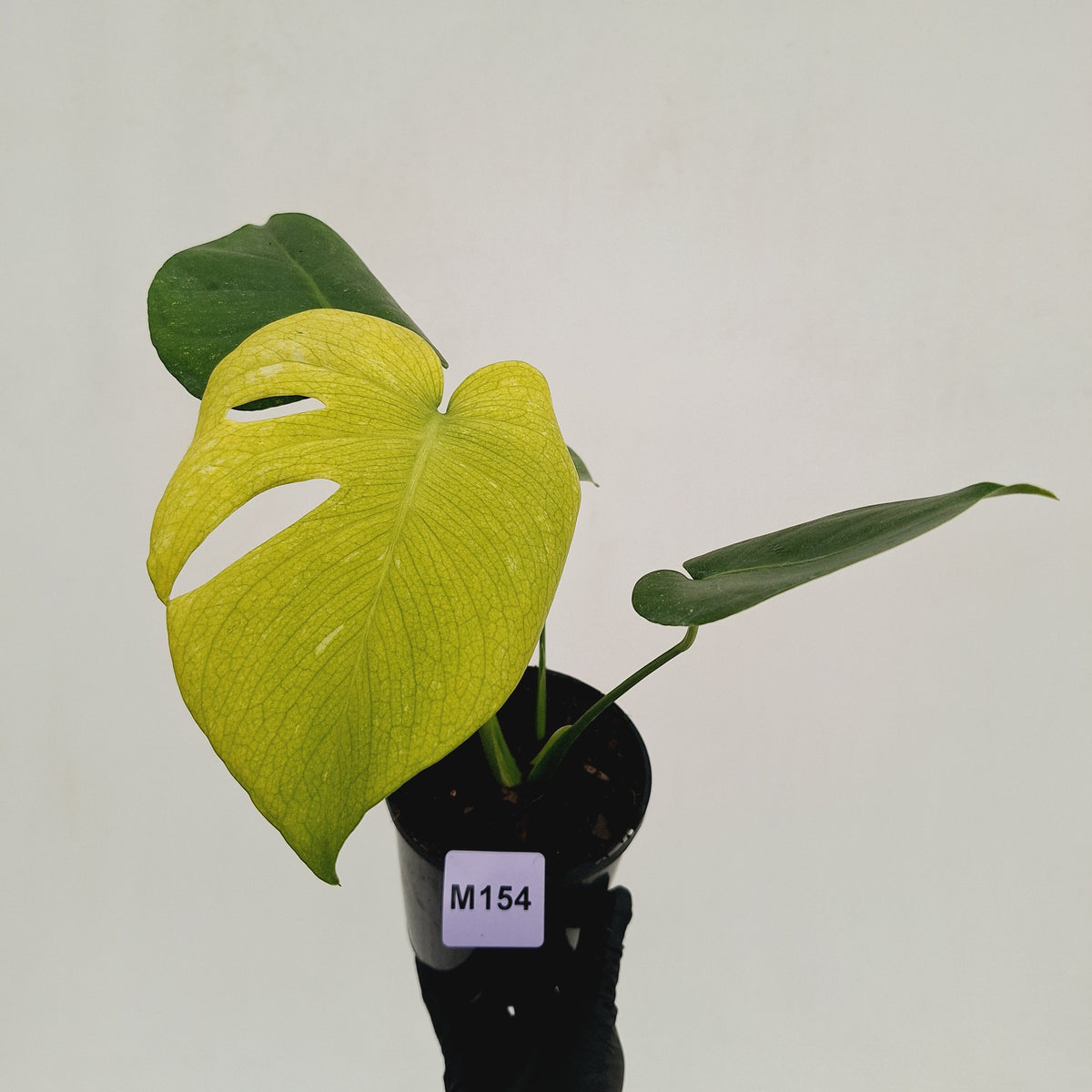 Monstera Deliciosa 'Mint' - SALE