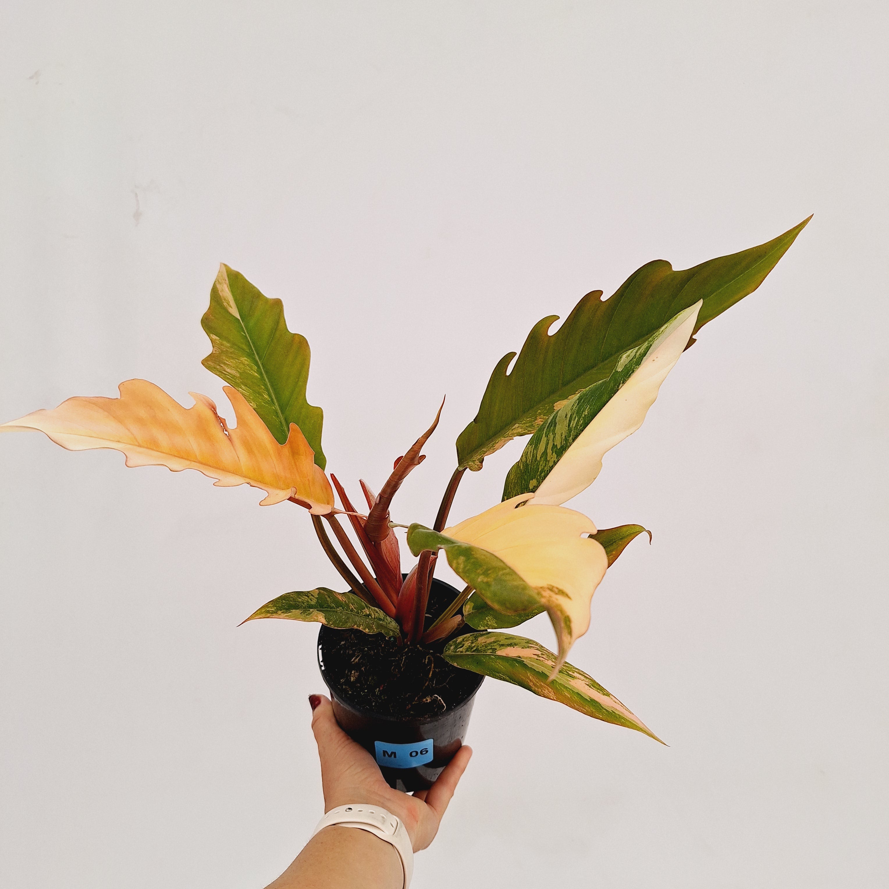 Philodendron serratum Caramel Marble