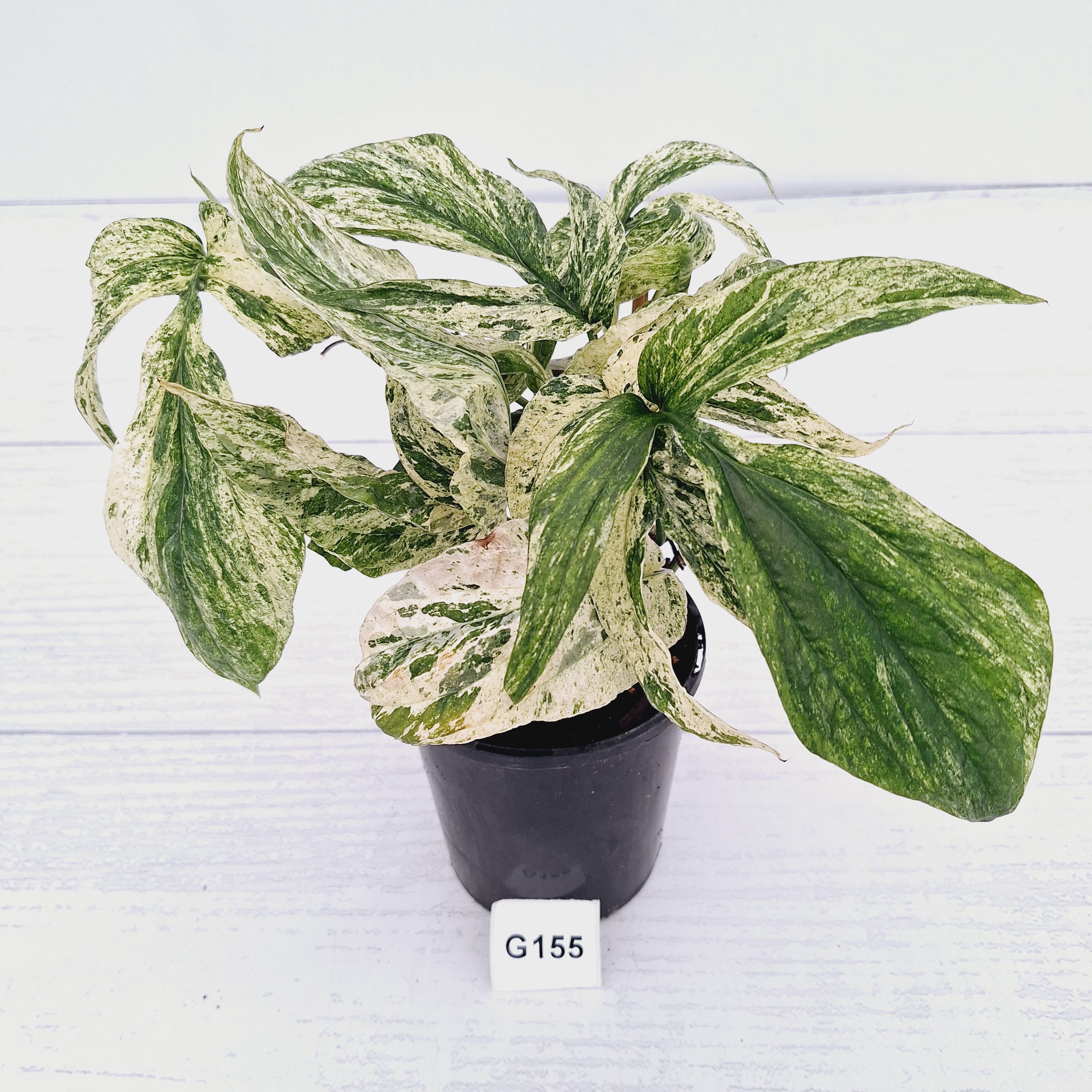 Amydrium medium Variegata