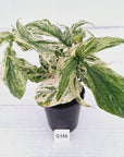 Amydrium medium Variegata