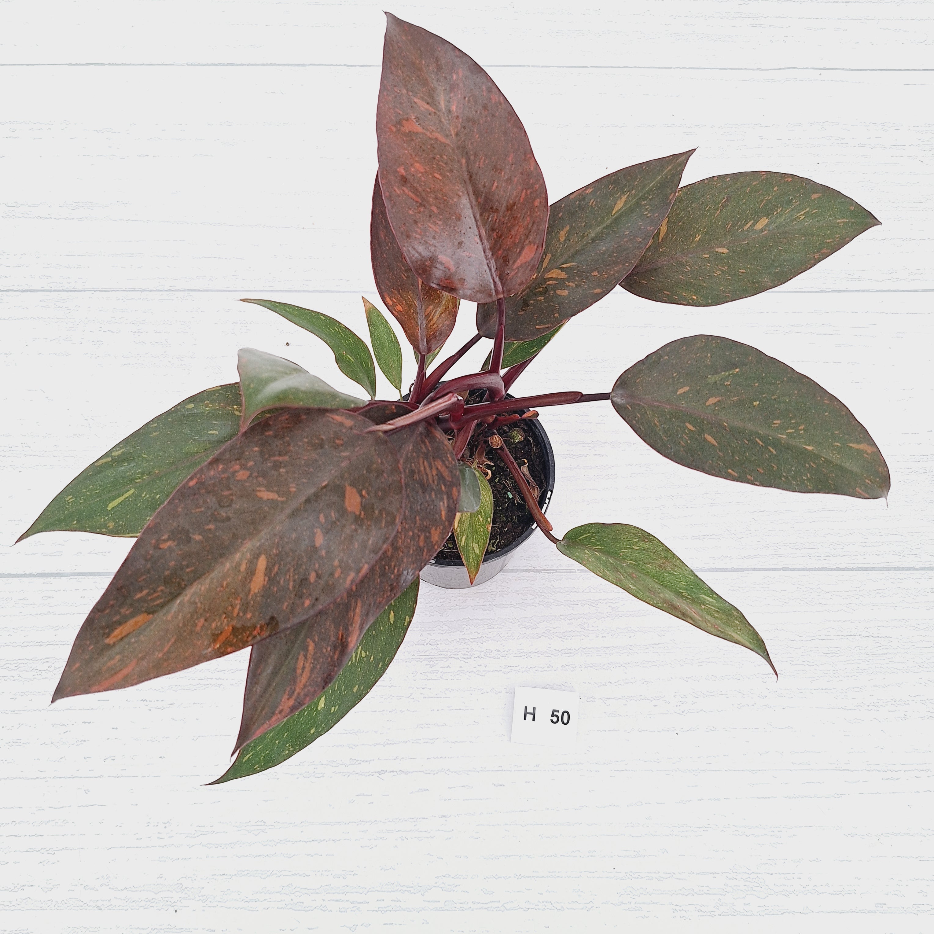 Philodendron 'Orange Princess' - FLASH SALE