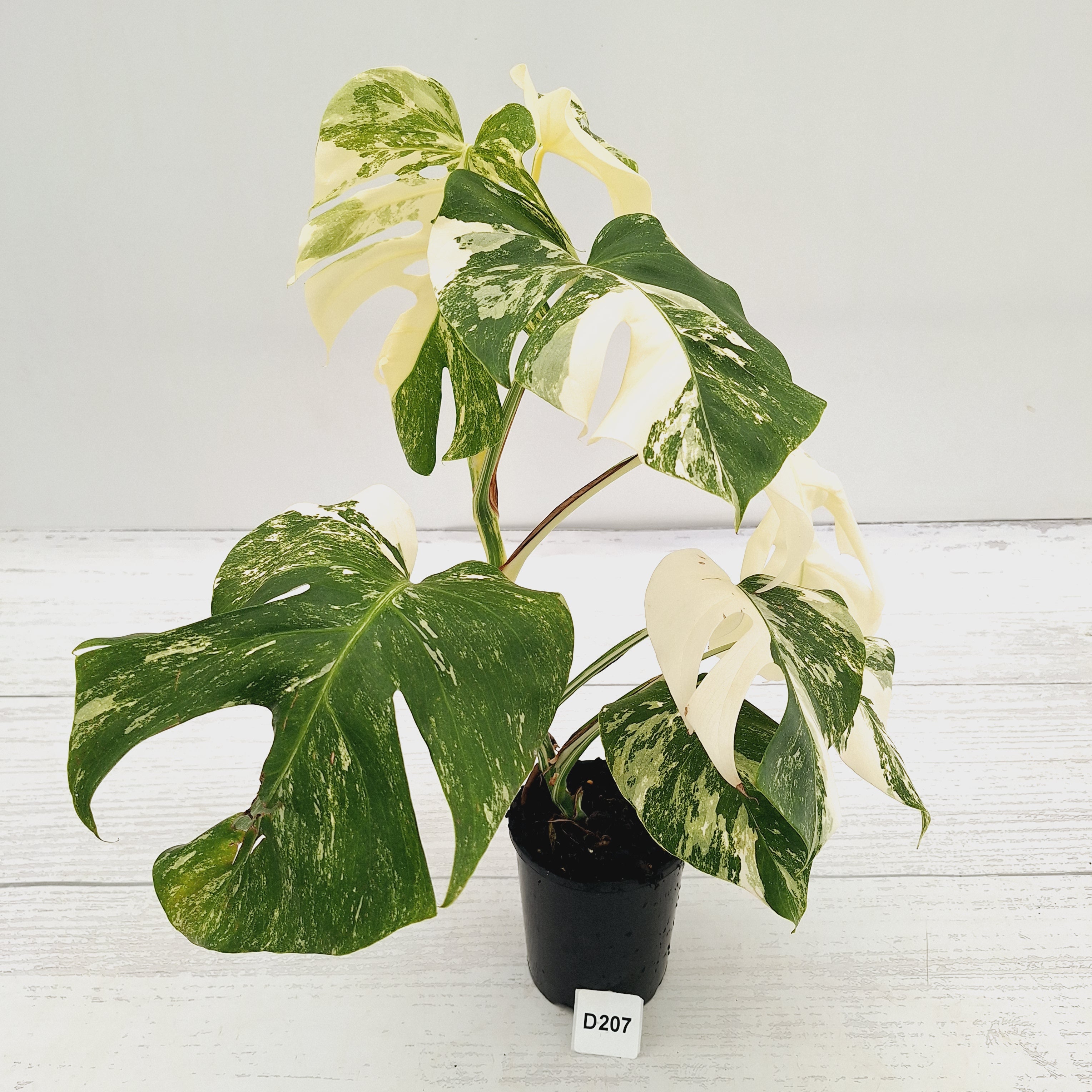 Monstera borsigiana 'Albo'