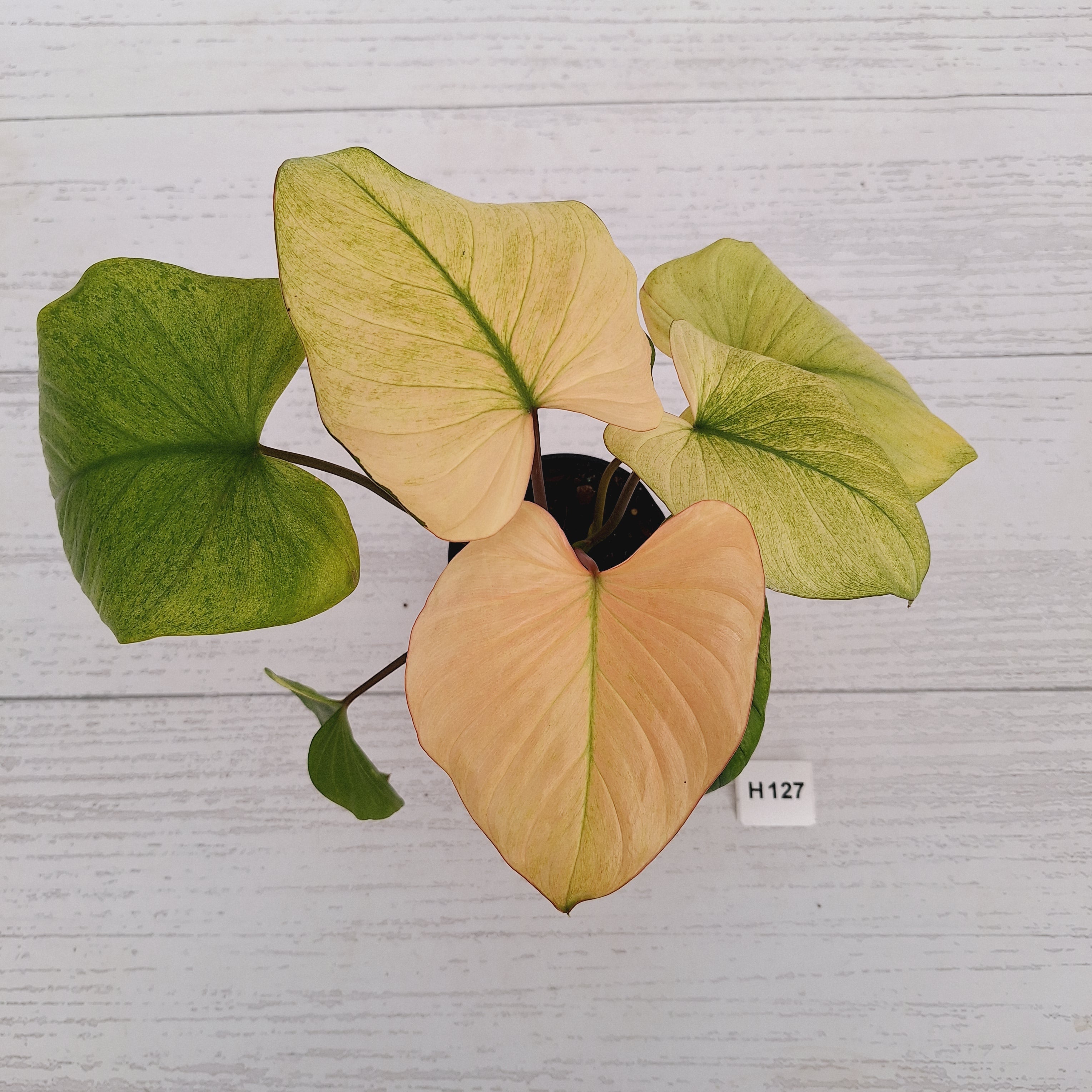 Homalomena rubescens Variegata -