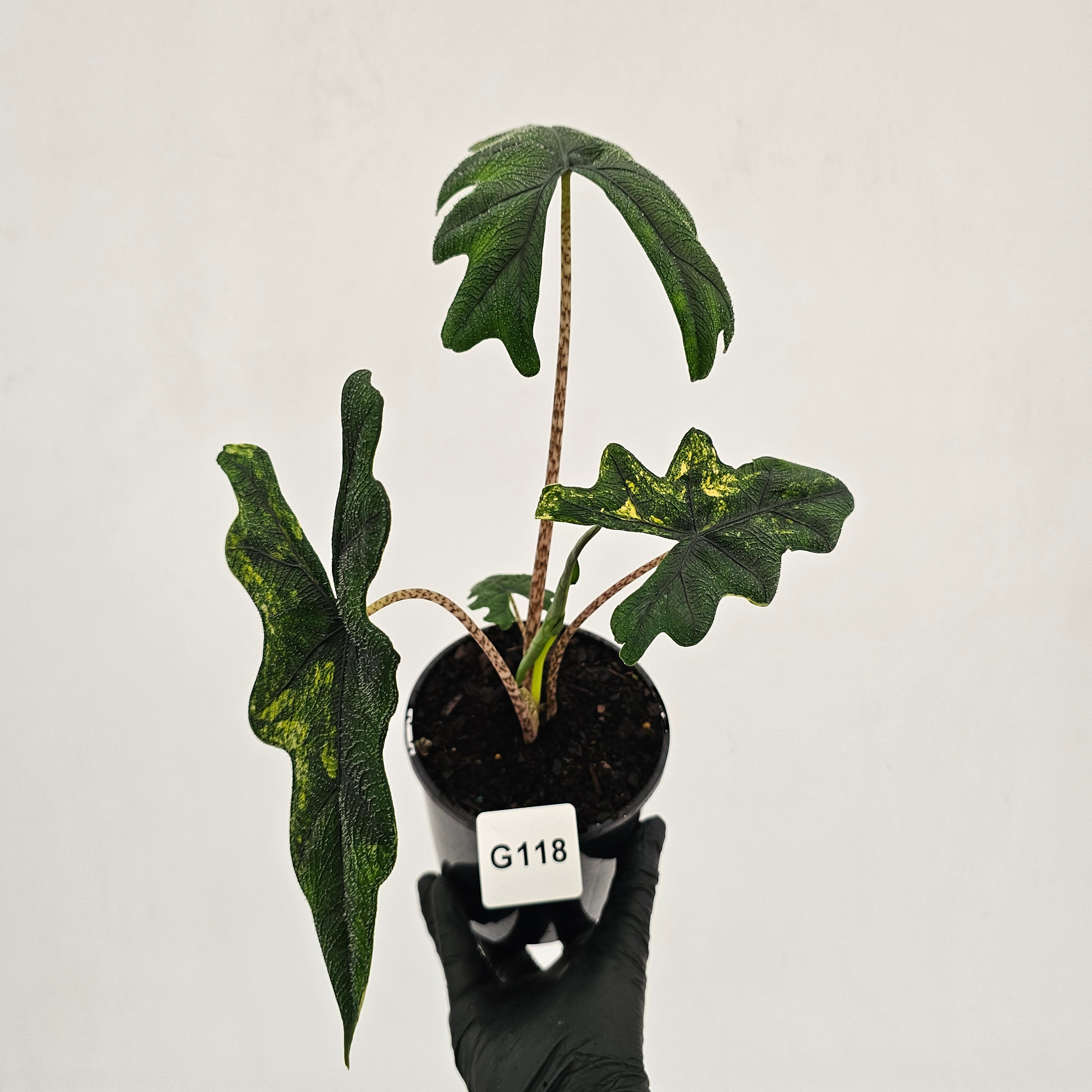 Alocasia tandurusa Jacklyn Variegata