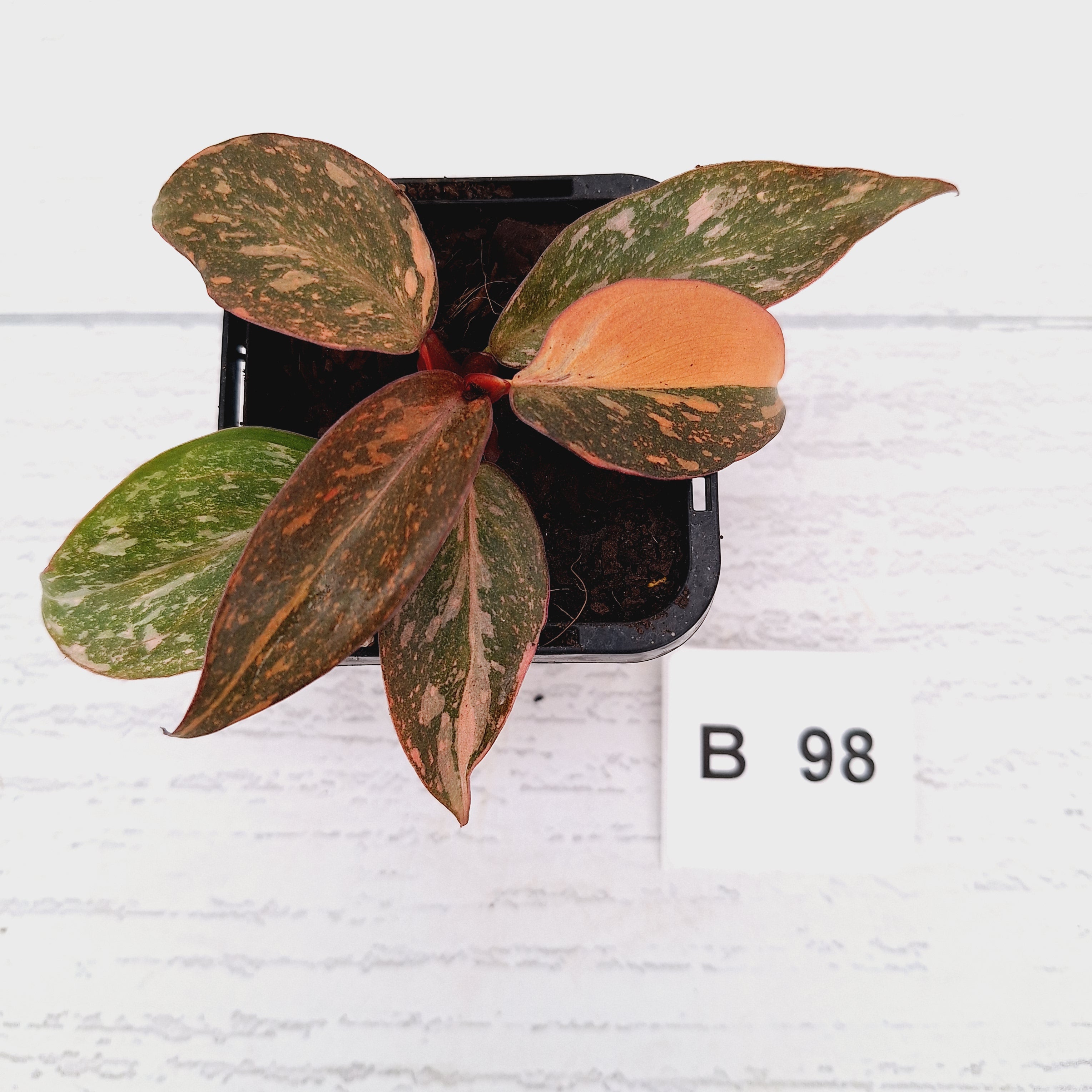 Philodendron 'Orange Princess'